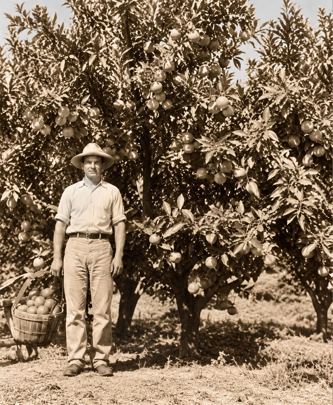 Vintage sepia-toned image of a farmer standing in front of orange trees laden with fruit, holding a wooden basket filled with oranges, wearing a light shirt, trousers, and a wide-brimmed hat under clear skies.